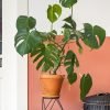 Monstera Deliciosa - Gambar 2